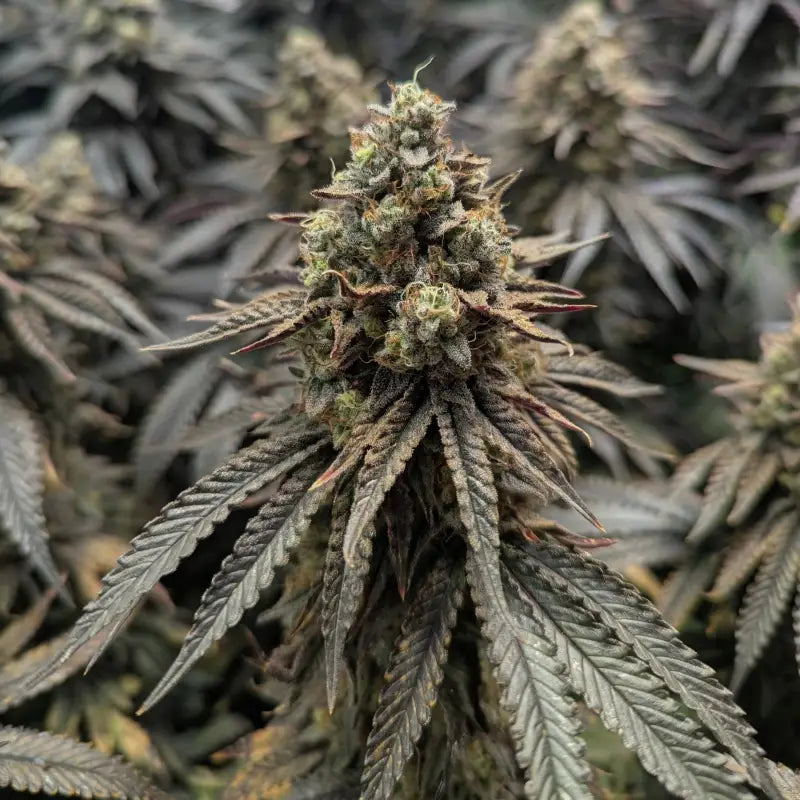 Guava spritz© fem terpyz feminized cannabis seeds classic