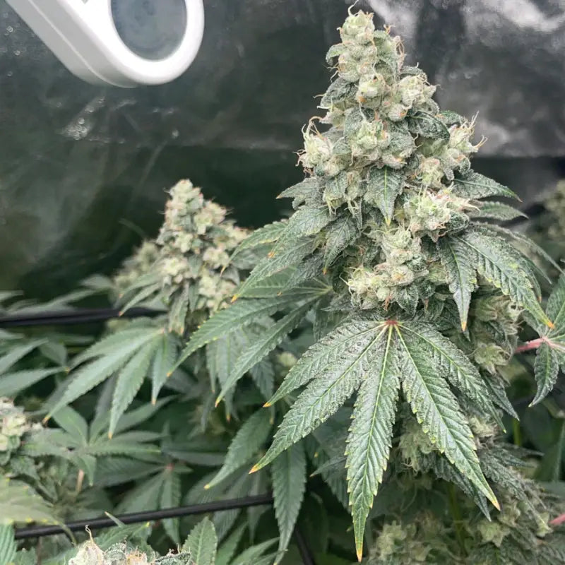Kombucha Feminized Seeds | TerpyZ Mutant Genetics