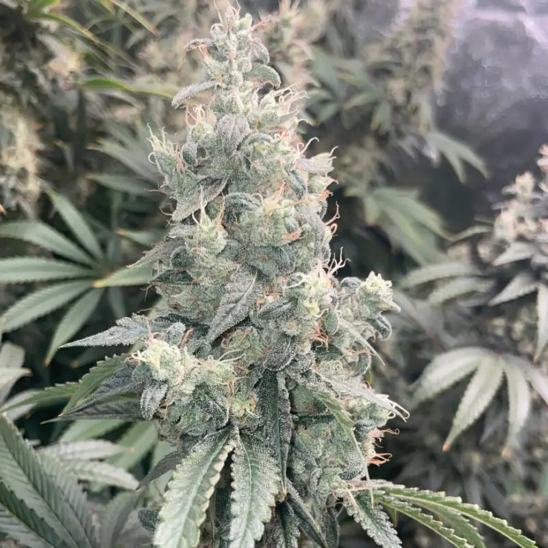 Kombucha© fem terpyz feminized cannabis seeds classic