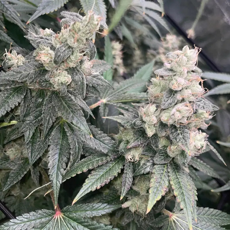 Kombucha© fem terpyz feminized cannabis seeds classic