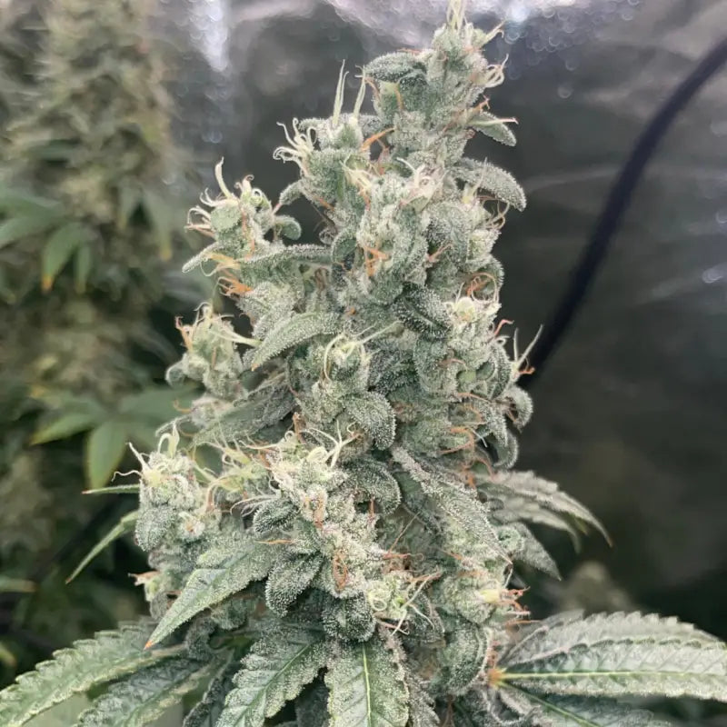 Kombucha© fem terpyz feminized cannabis seeds classic
