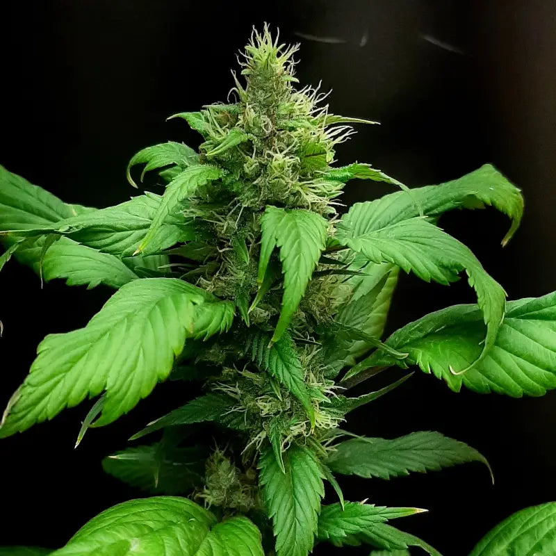 Korean bbq gpp© mutant reg terpyz genetics cannabis seeds