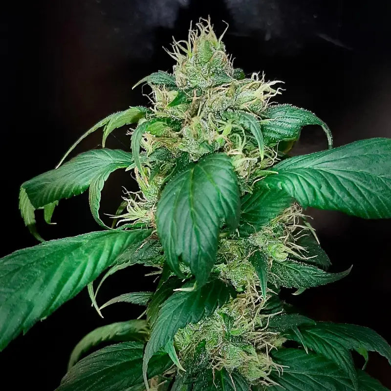 Korean bbq gpp© mutant reg terpyz genetics cannabis seeds