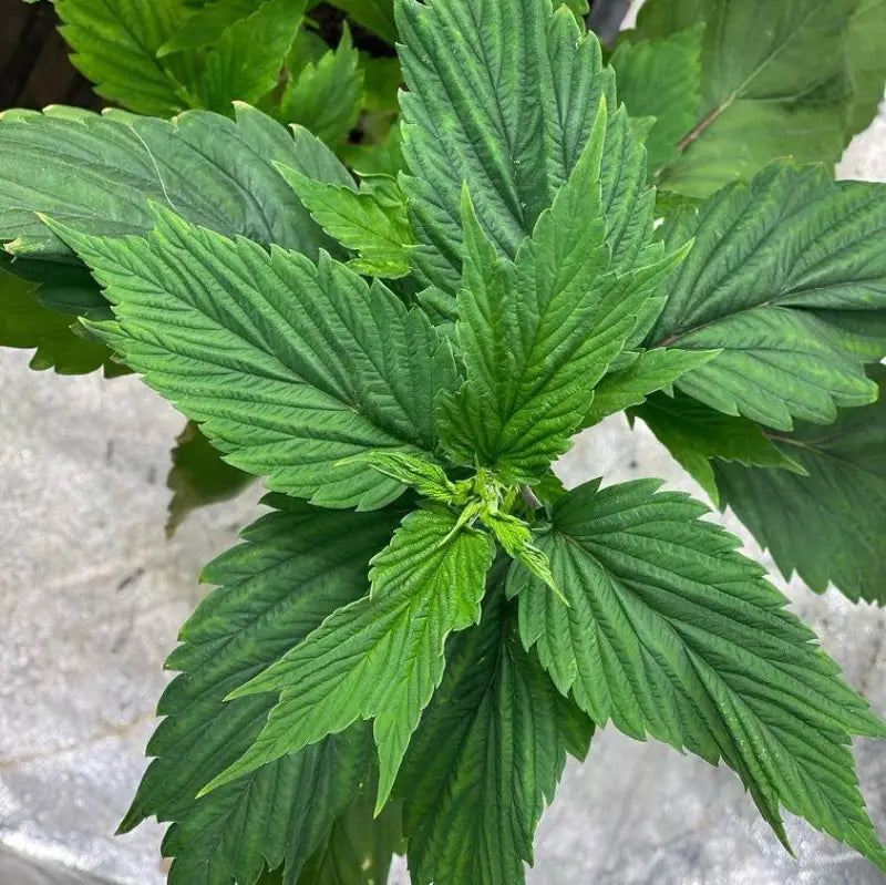 Korean bbq gpp© mutant reg terpyz genetics cannabis seeds