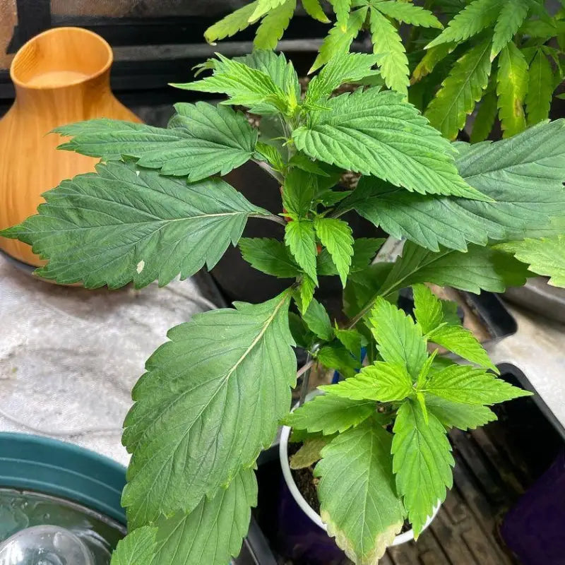 Korean bbq gpp© mutant reg terpyz genetics cannabis seeds