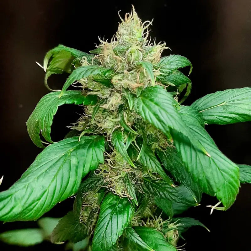 Korean bbq gpp© mutant reg terpyz genetics cannabis seeds