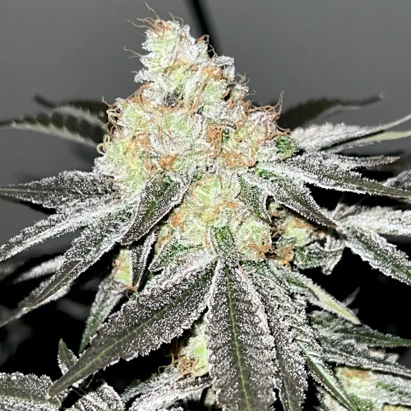 Ks1 (kosher kush s1) fem terpyz mutant genetics feminized