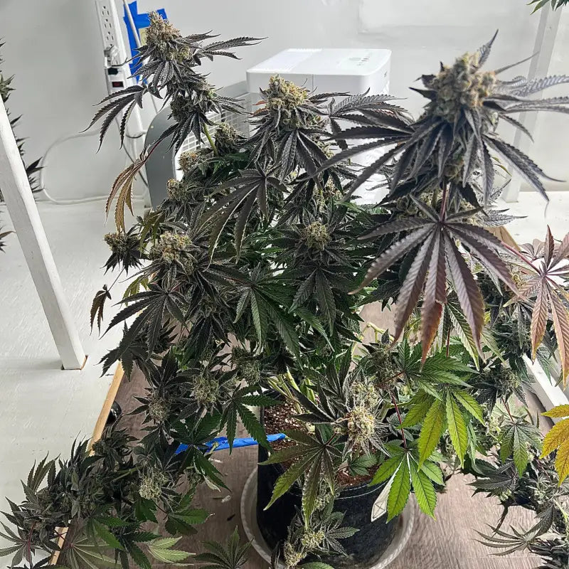 Ks1 (kosher kush s1) fem terpyz mutant genetics feminized