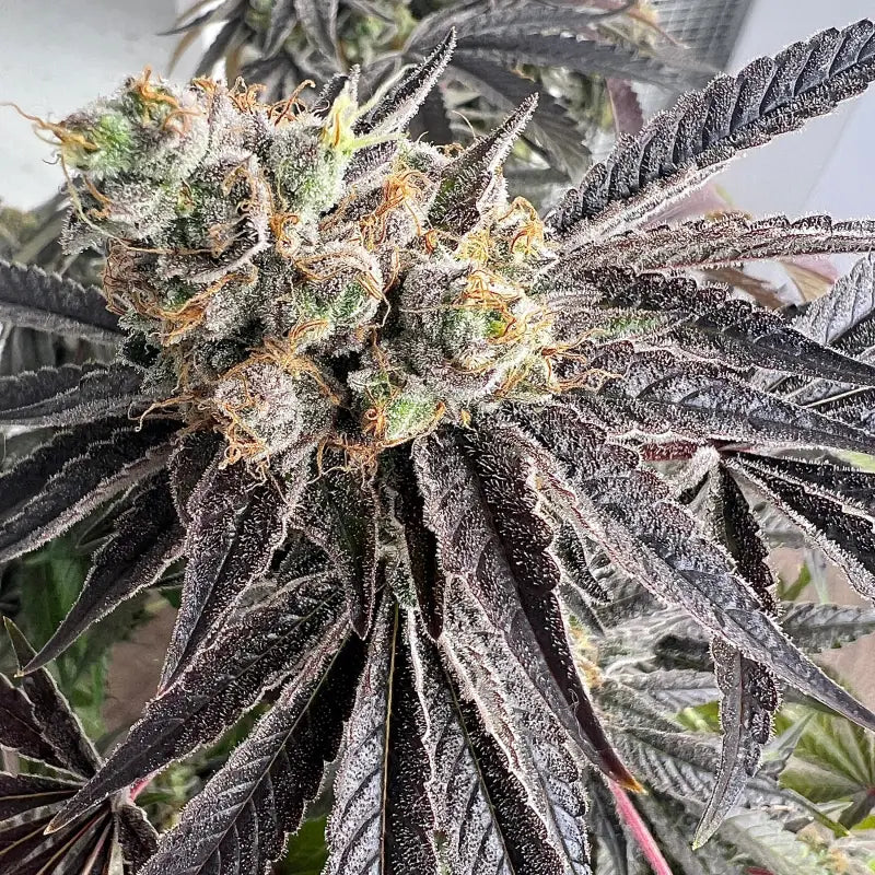 Ks1 (kosher kush s1) fem terpyz mutant genetics feminized