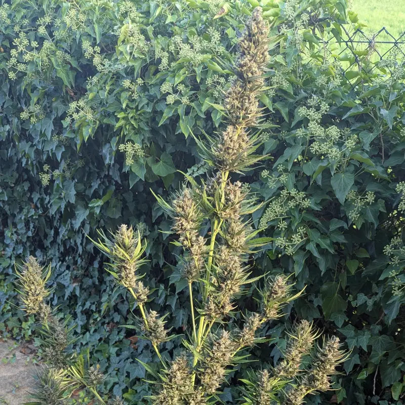 Kumquat cookies auto terpyz upcoming strains