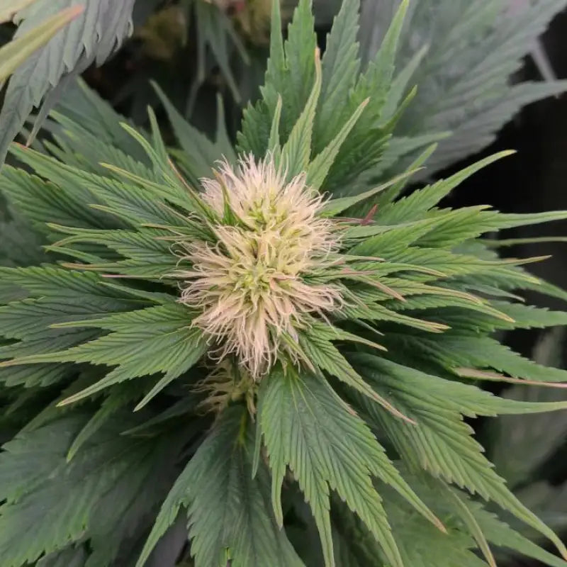 Mango skunk gpp© mutant reg terpyz genetics duck cannabis