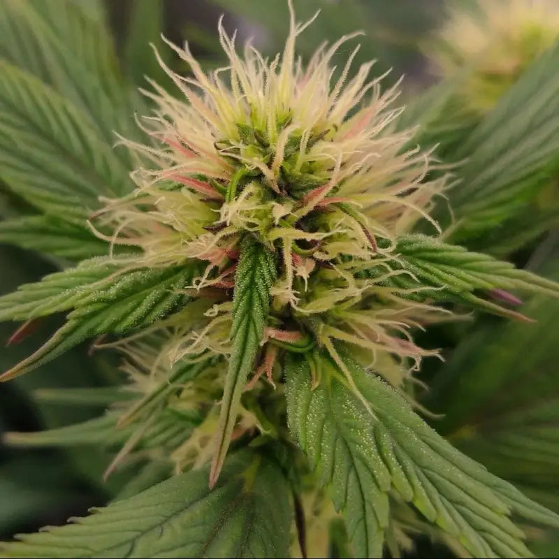 Mango skunk gpp© mutant reg terpyz genetics duck cannabis