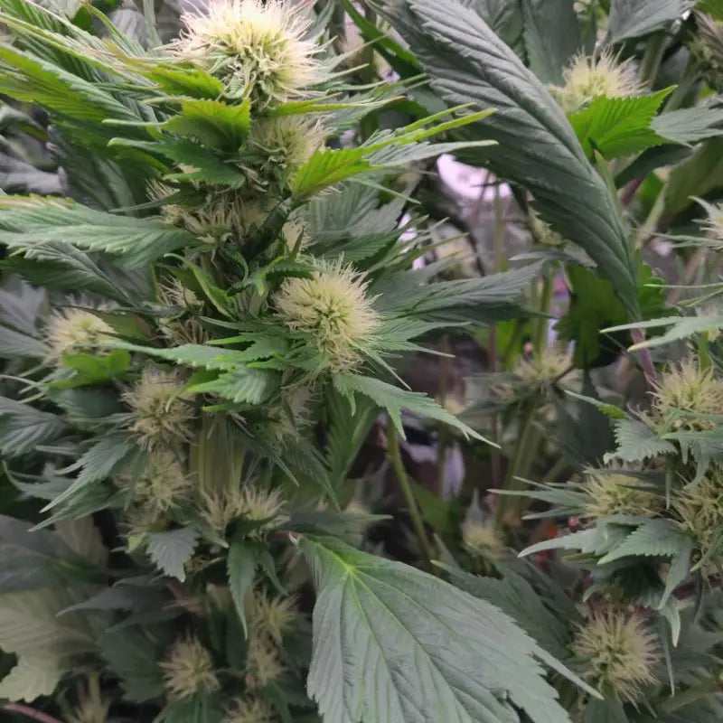 Mango skunk gpp© mutant reg terpyz genetics duck cannabis