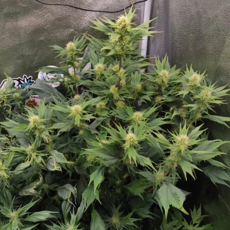 Mango skunk gpp© mutant reg terpyz genetics duck cannabis