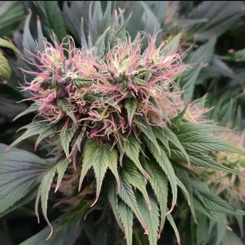 Mango skunk gpp© mutant reg terpyz genetics duck cannabis