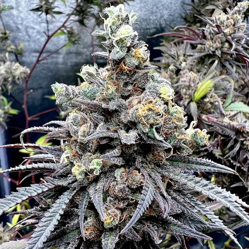 Mentha de croco© croco reg terpyz mutant genetics fern