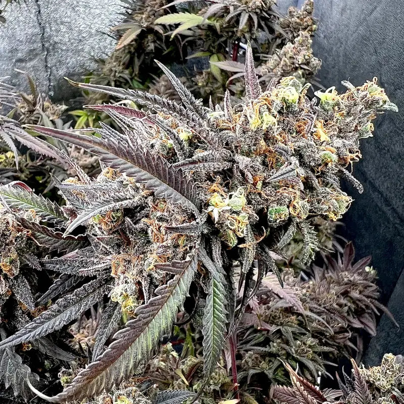 Mentha de croco© croco reg terpyz mutant genetics fern