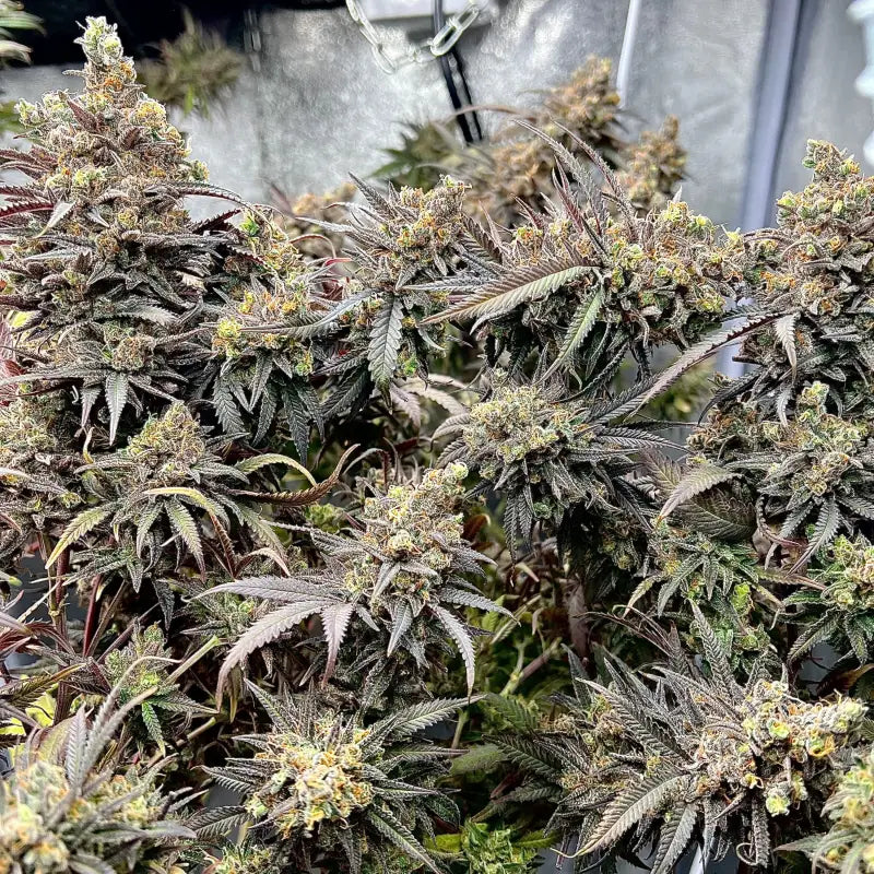 Mentha de croco© croco reg terpyz mutant genetics fern