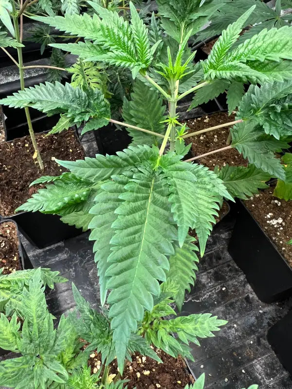 Mentha de croco© croco reg terpyz mutant genetics fern