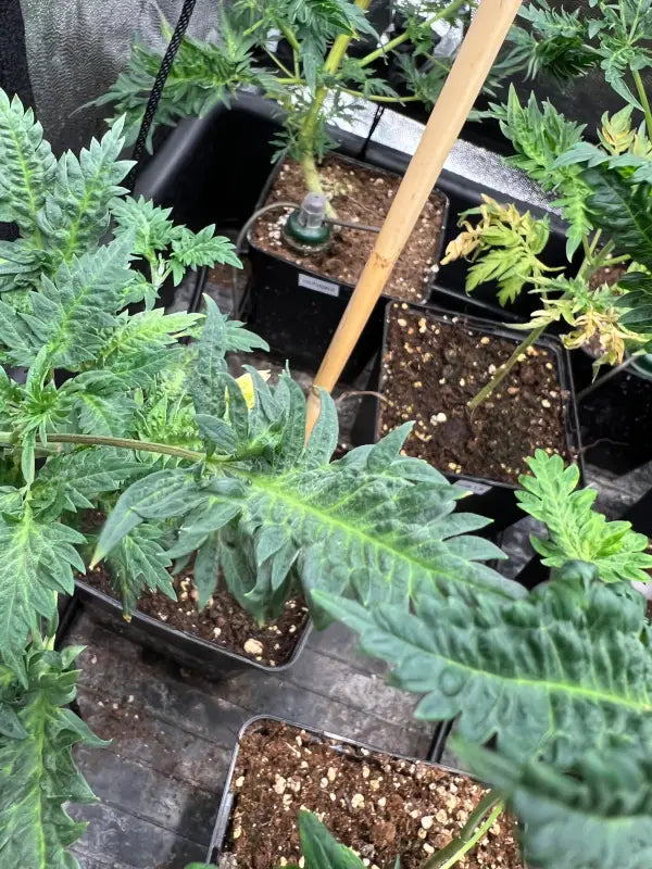 Mentha de croco© croco reg terpyz mutant genetics fern