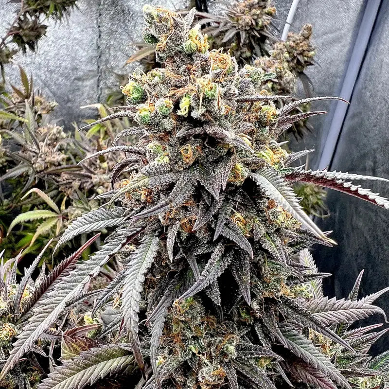 Mentha de croco© croco reg terpyz mutant genetics fern