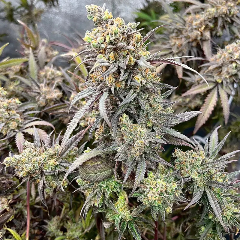 Mentha de croco© croco reg terpyz mutant genetics fern