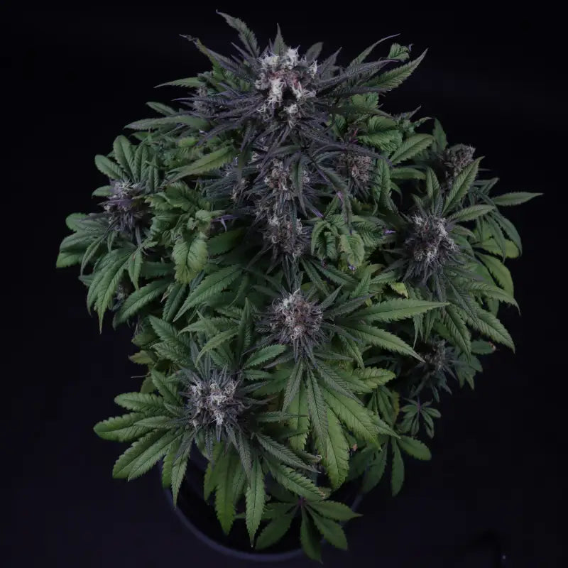 Mentha de croco© croco reg terpyz mutant genetics fern