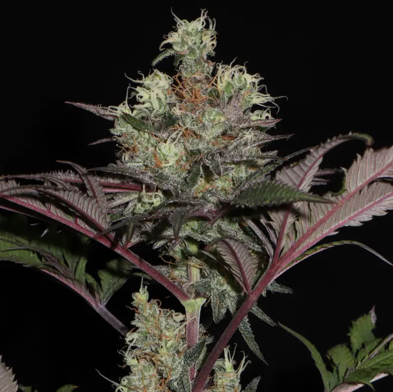 Mentha de croco© croco reg terpyz mutant genetics fern