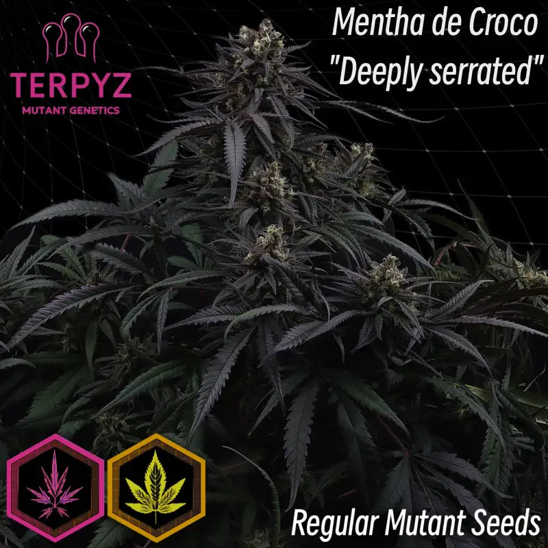Mentha de croco© croco reg terpyz mutant genetics fern