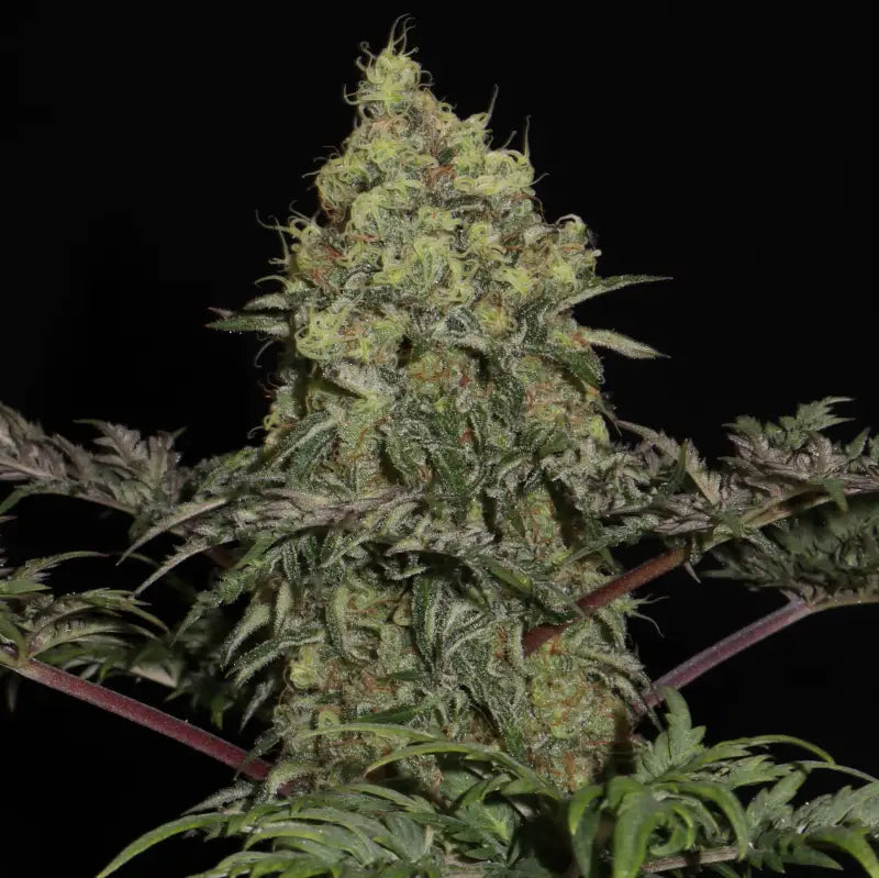 Mentha de croco© fern-type reg terpyz mutant genetics fern