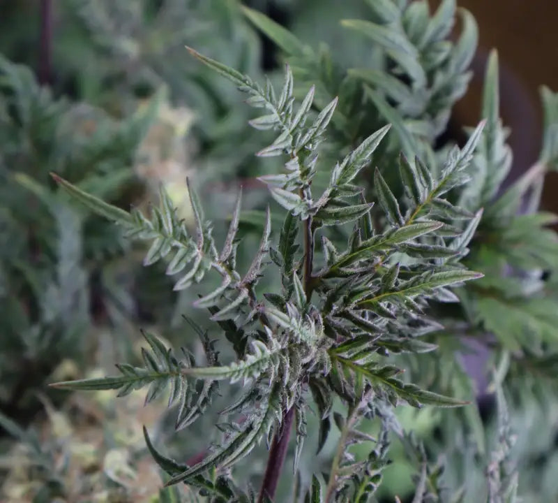 Mentha de croco© fern-type reg terpyz mutant genetics fern