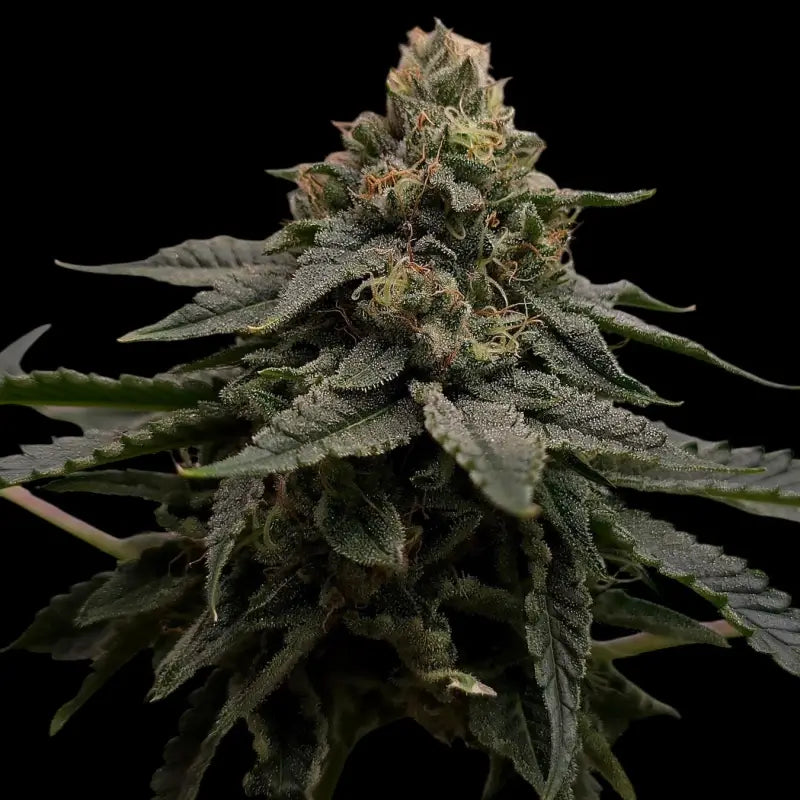 Mentha de mandarin terpyz mutant genetics feminized