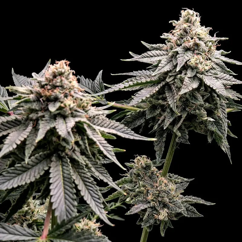 Mentha de mandarin terpyz mutant genetics feminized