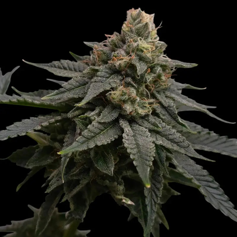 Mentha de mandarin terpyz mutant genetics feminized