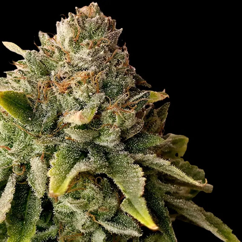 Mentha de mandarin terpyz mutant genetics feminized