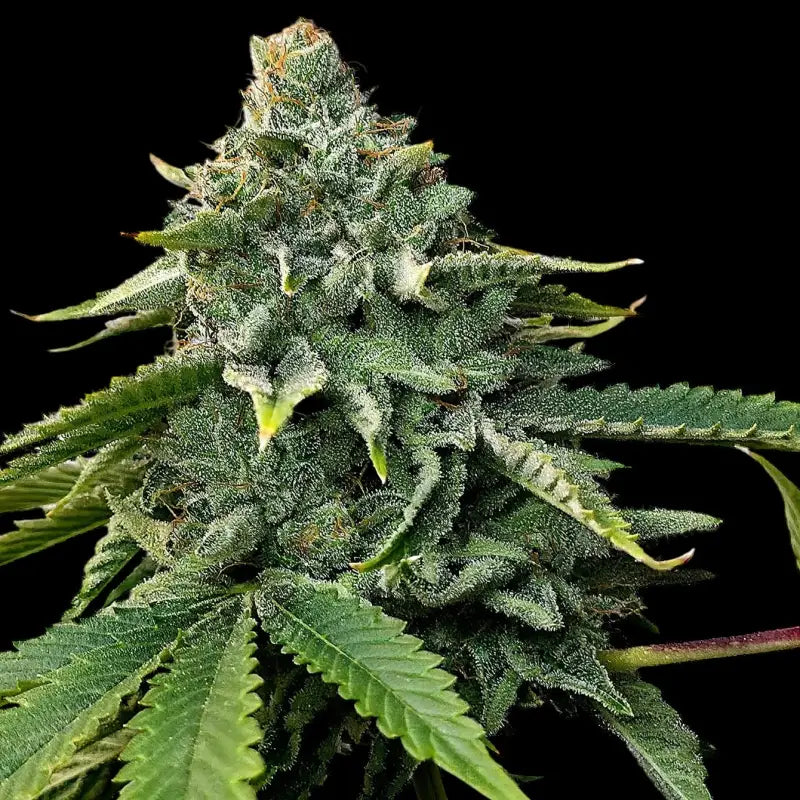 Mentha de mandarin terpyz mutant genetics feminized