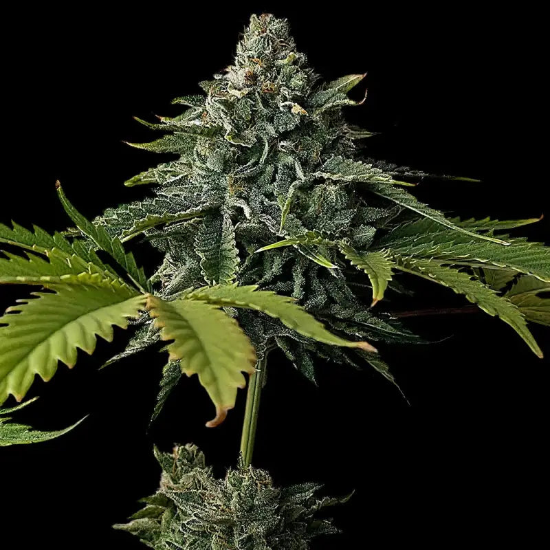 Mentha de mandarin terpyz mutant genetics feminized