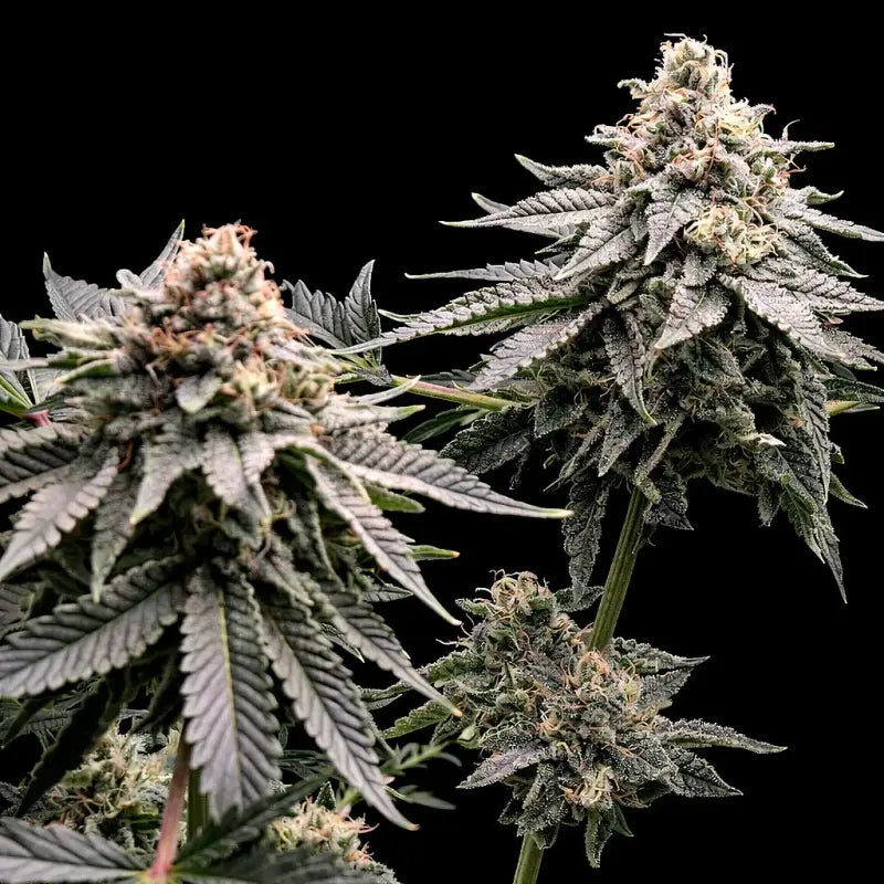 Mentha de mandarin terpyz upcoming strains