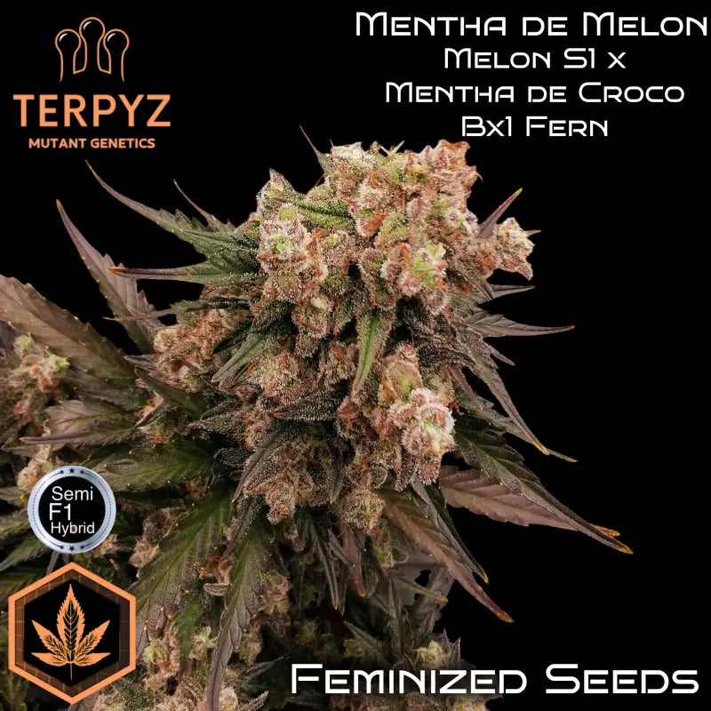 Mentha de melon© fem terpyz mutant genetics feminized semi