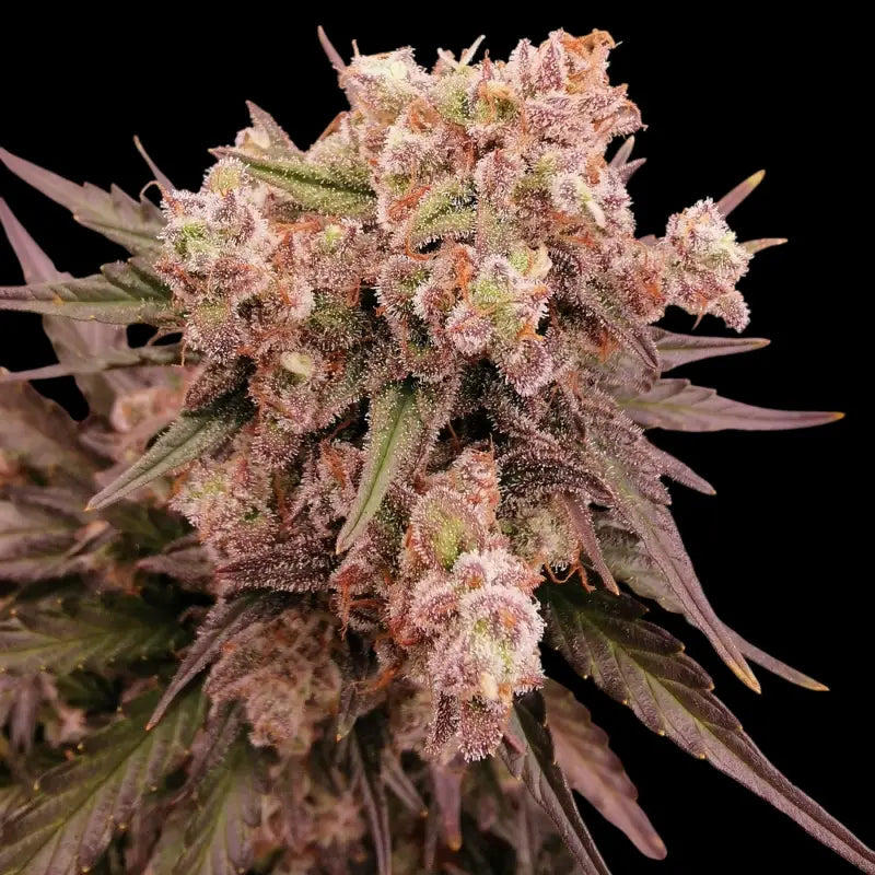 Mentha de melon© fem terpyz mutant genetics feminized semi