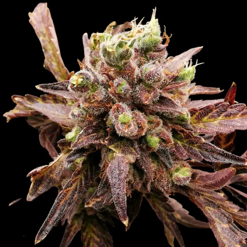 Mentha de melon© fem terpyz mutant genetics feminized semi