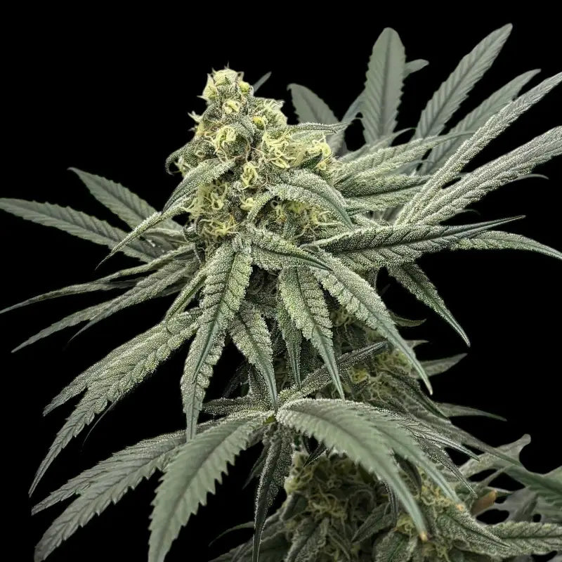 Menthol macaron© fem terpyz feminized cannabis seeds fern