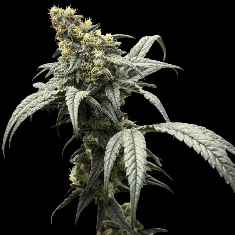 Menthol macaron© fem terpyz feminized cannabis seeds fern