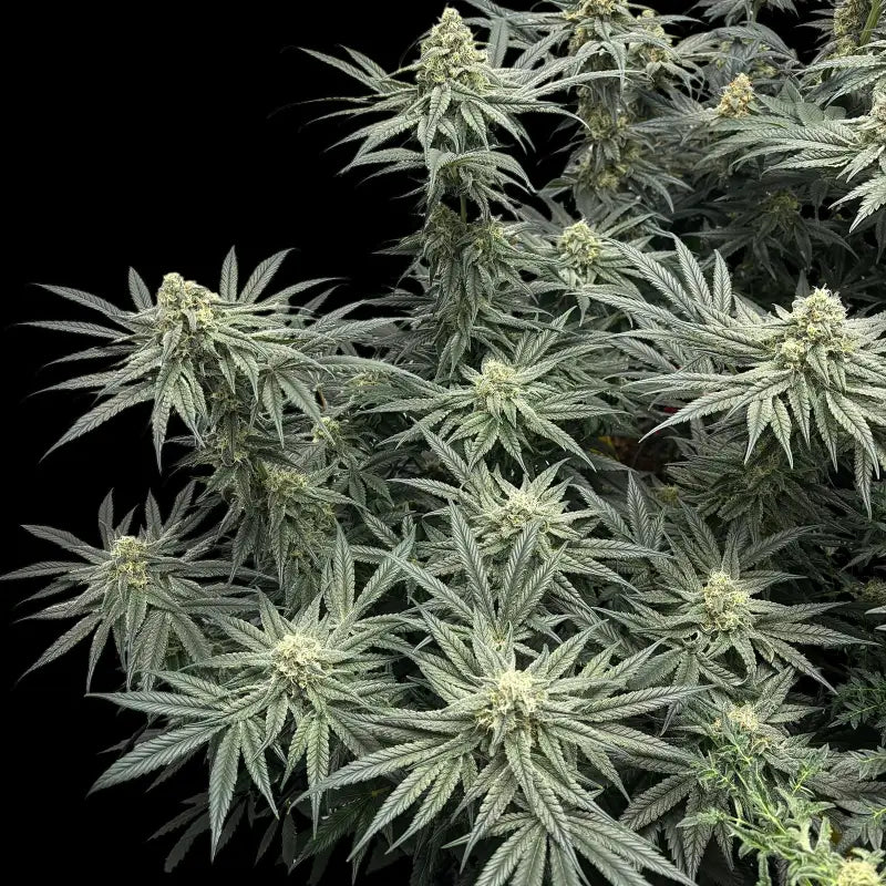 Menthol macaron© fem terpyz feminized cannabis seeds fern