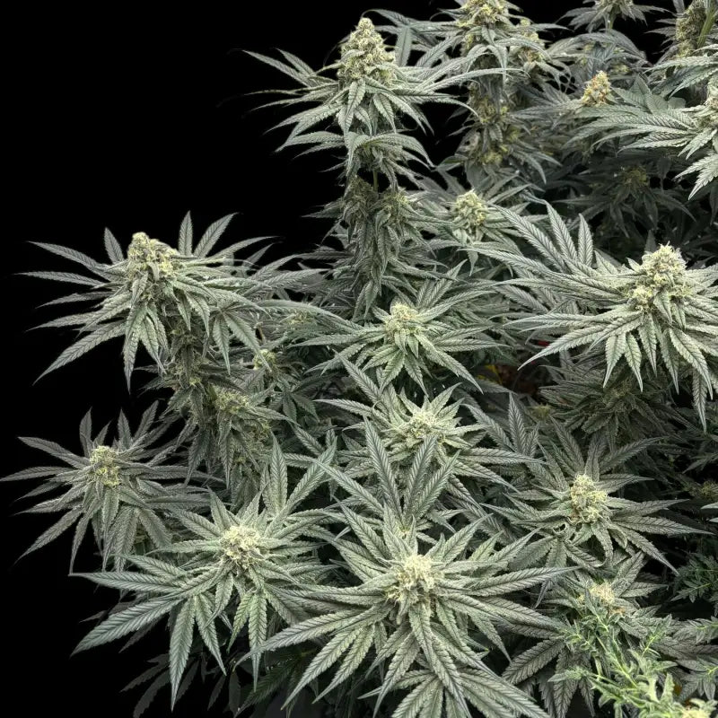 Menthol macaron© fem terpyz feminized cannabis seeds fern