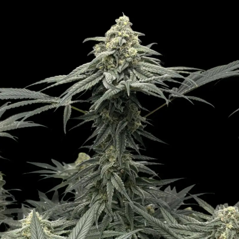 Menthol macaron© fem terpyz feminized cannabis seeds fern