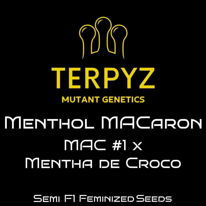 Menthol macaron© fem terpyz feminized cannabis seeds fern