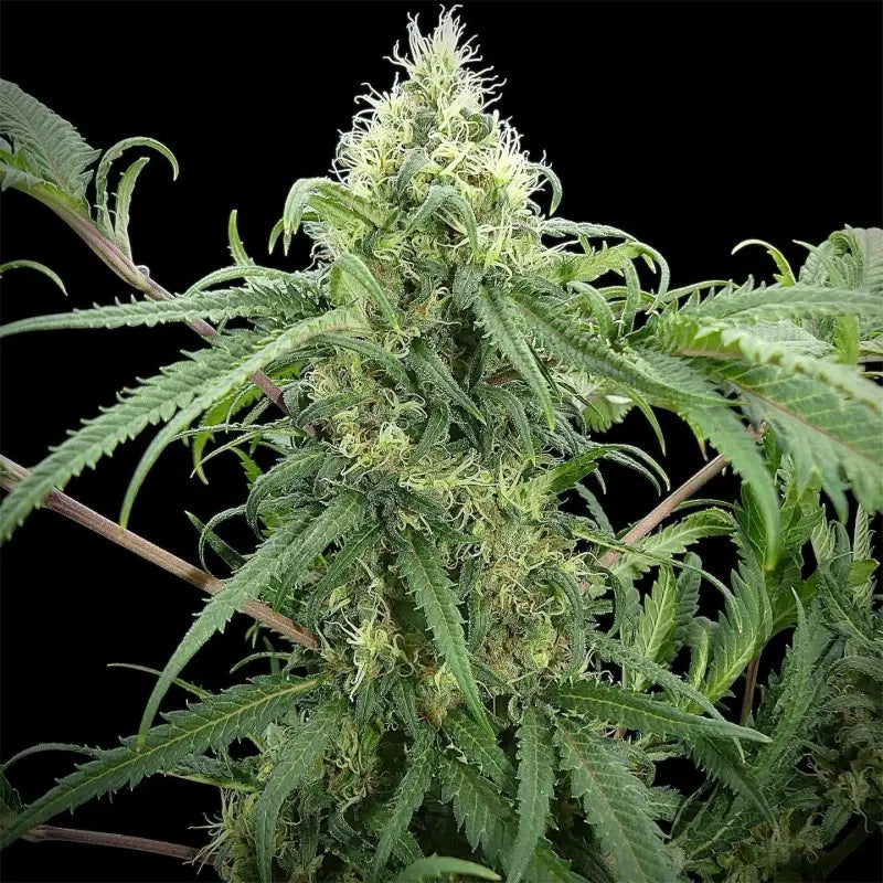 Menthol mutant madness© reg terpyz upcoming strains