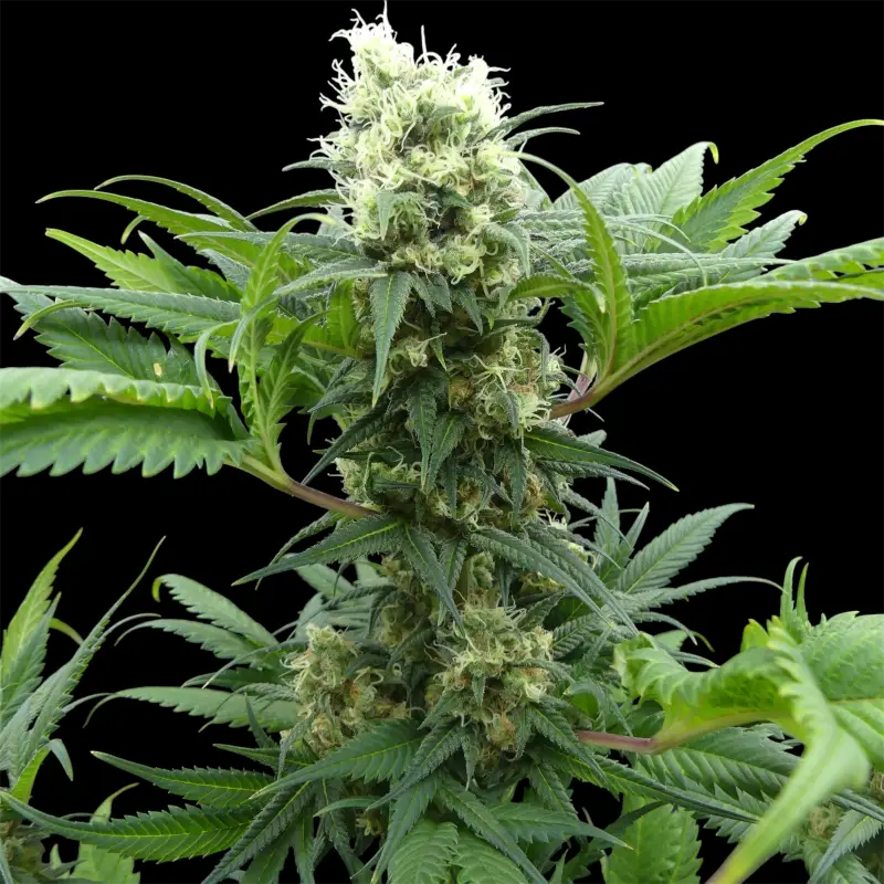 Menthol mutant madness© reg terpyz upcoming strains