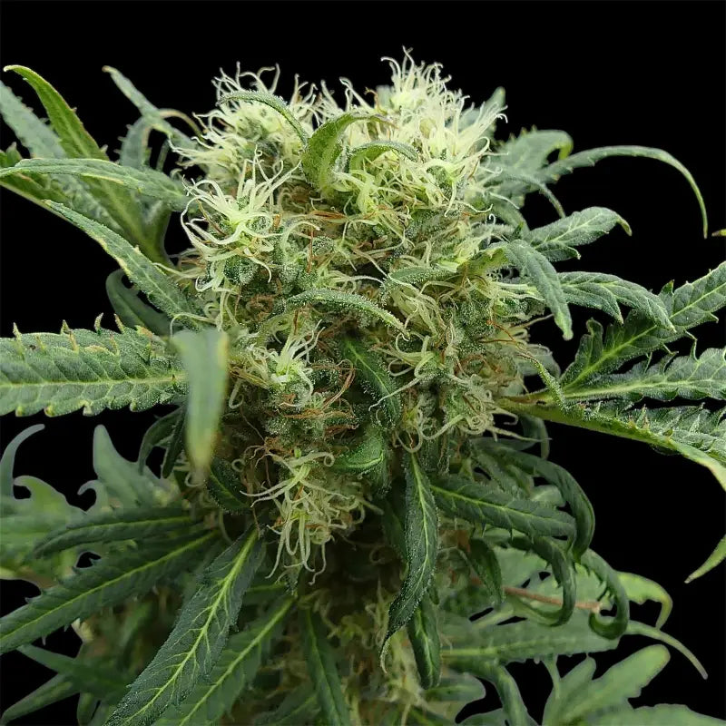 Menthol mutant madness© reg terpyz upcoming strains